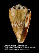 Conus cuneolus (f) mordeirae (2)